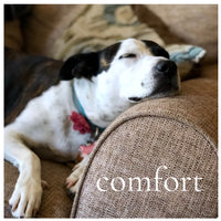 VANILLA  Roll On Perfume Deal ~  Long Lasting Comfort Scent