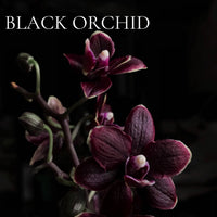 PERFUME SAMPLE SET - 19 piece DEEP and SULTRY Scents Collection, plus 3 Free Samples