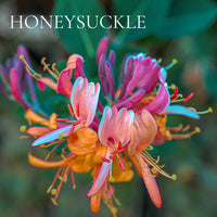 FLORAL Perfume Sample Set - 22 piece FLORAL Scents Collection, plus 3 Free Samples