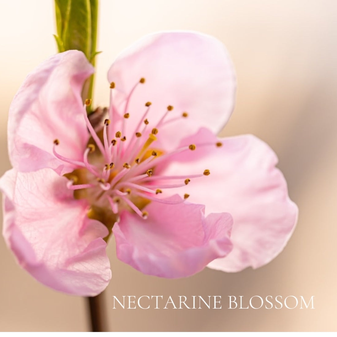 FLORAL Perfume Sample Set - 22 piece FLORAL Scents Collection, plus 3 Free Samples