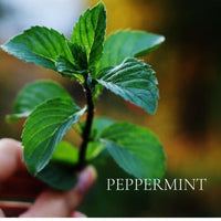 PERFUME SAMPLE SET -7 piece ESSENTIAL OIL Scents Collection, plus 3 Free Samples