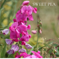 FLORAL Perfume Sample Set - 22 piece FLORAL Scents Collection, plus 3 Free Samples