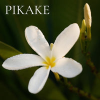 FLORAL Perfume Sample Set - 22 piece FLORAL Scents Collection, plus 3 Free Samples