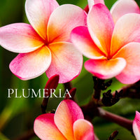 FLORAL Perfume Sample Set - 22 piece FLORAL Scents Collection, plus 3 Free Samples