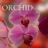 FLORAL Perfume Sample Set - 22 piece FLORAL Scents Collection, plus 3 Free Samples