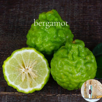 BERGAMOT travel perfume - BOGO deal