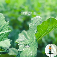 ARUGULA Scented Shea Oil -Vegan Silicone Free Body Oil