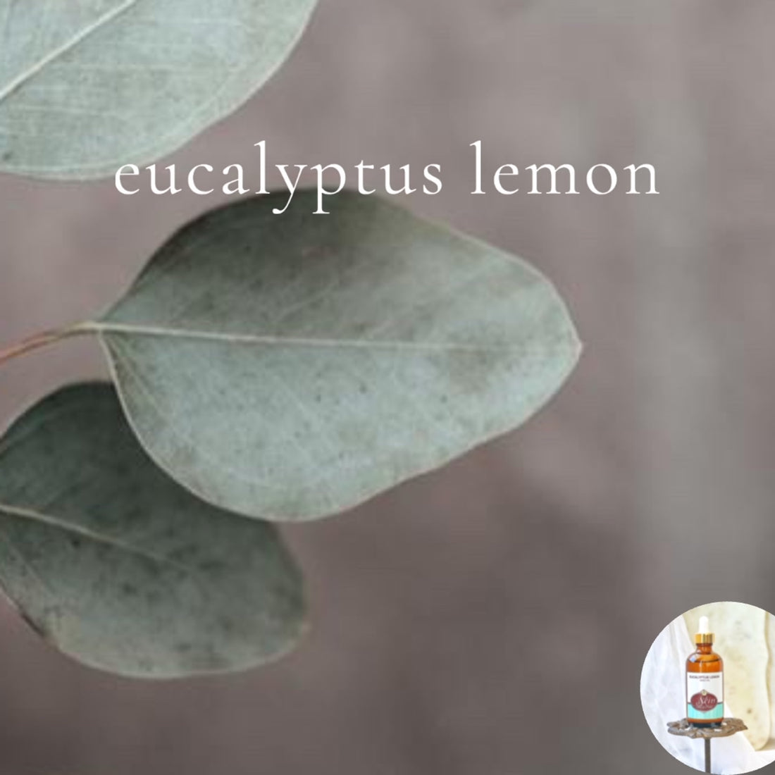 EUCALYPTUS LEMON - Scented Shea Oil -Vegan Silicone Free Body Oil
