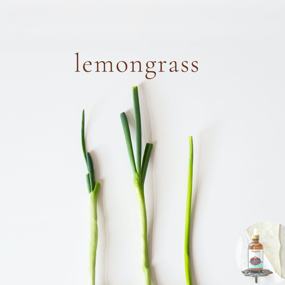 LEMONGRASS - Scented Shea Butter Non-greasy Body Oil - intense all day moisture