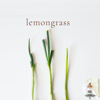 LEMONGRASS - Scented Shea Butter Non-greasy Body Oil - intense all day moisture