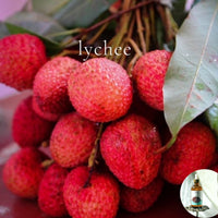 LYCHEE - Scented Shea Butter Non-greasy Body Oil - intense all day moisture
