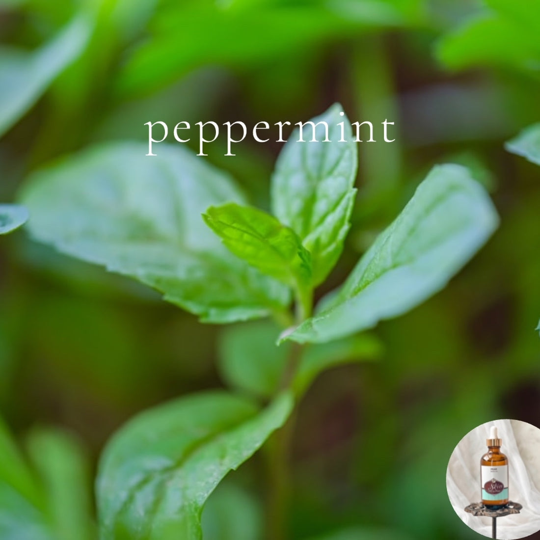 PEPPERMINT - Scented Shea Oil - highly moisturizing