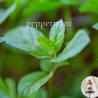 PEPPERMINT - Scented Shea Oil - highly moisturizing