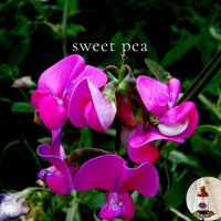 SWEET PEA - Scented Shea Oil - highly moisturizing - BOGO DEAL