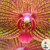 TOP 10 BEST SELLERS PIECE PERFUME SAMPLE SET