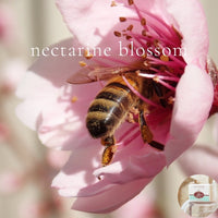 NECTARINE BLOSSOM - Skin Like Butter - Shea Butter 4 oz Soap Bar