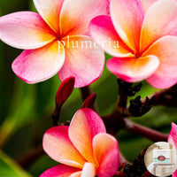 PLUMERIA - Skin Like Butter - Shea Butter 4 oz Soap Bar