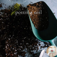 POTTING SOIL - Skin Like Butter -Shea Butter 4 oz Soap Bar