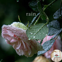 RAIN - Skin Like Butter - Shea Butter 4 oz Soap Bar