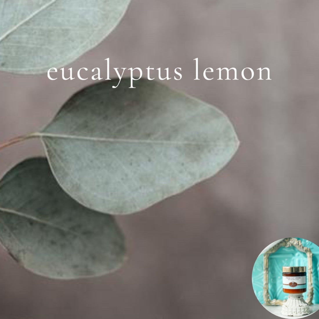 EUCALYPTUS LEMON scented waterfree silicone free Vegan Body Butter