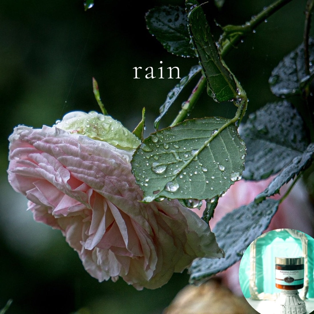 RAIN scented waterfree silicone free Vegan Body Butter