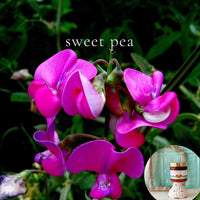 SWEET PEA scented waterfree silicone free Vegan Body Butter