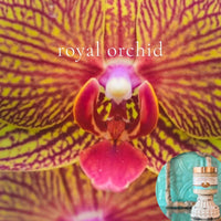 ROYAL ORCHID scented pumpkin and shea butter sugar body scrub