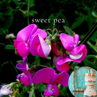 SWEET PEA scented pumpkin and shea butter sugar body scrub