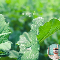 ARUGULA scented water free silicone free Vegan Body Butter