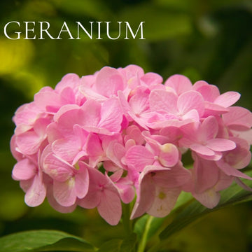 GERANIUM Scented- Room and Body Spray