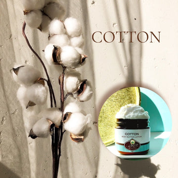 COTTON  scented Body Butter that's vegan, and water free