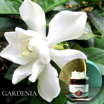 GARDENIA scented Body Butter, waterfree and non-greasy, vegan