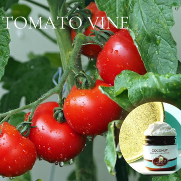 TOMATO VINE scented Body Butter in an amber  2, 4, 8, or 16 oz bottle or jar