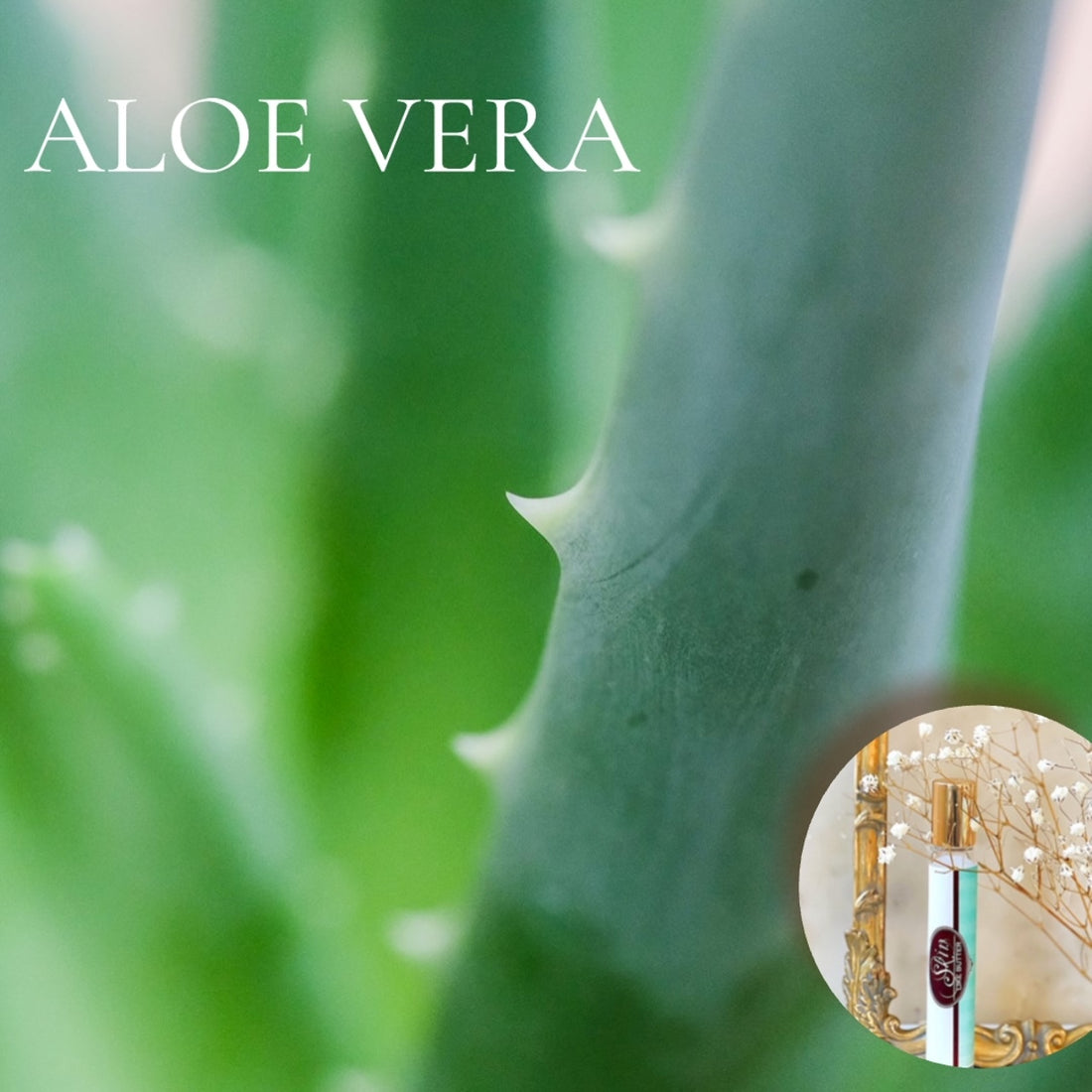 ALOE VERA JUICE scented Travel Perfume in a Roll on or Spray bottle ~  Buy 1 get 1 50% off-use coupon code 2PLEASE
