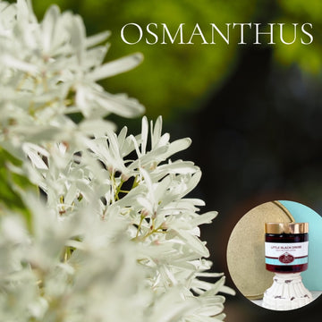 OSMANTHUS scented Body Butter in an amber  2, 4, 8, or 16 oz bottle or jar