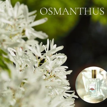 OSMANTHUS - Room and Body Spray, Buy 2 get 1  FREE