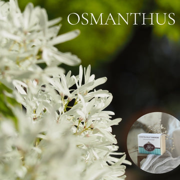 OSMATHUS - Skin Like Butter - Shea Butter 4 oz Soap Bar