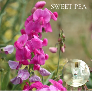 SWEET PEA - Room and Body Spray, Buy 2 get 1 FREE
