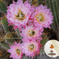 CACTUS BLOSSOM - Shea Body Oil - in 4 oz amber bottles, highly moisturizing