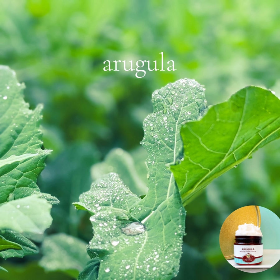 ARUGULA scented Body Butter - BOGO - Buy 16 oz family size, get 1 any size 50% off deal