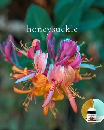 HONEYSUCKLE scented Body Butter - best seller!!! - Buy  One 16 oz family size, get 1 any size 50% off deal
