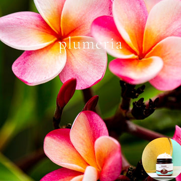 PLUMERIA scented thick luxurious Body Butter in 2 oz to 16 oz jars or bottles