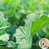 ARUGULA travel perfume - BOGO deal