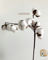 COTTON travel perfume - BOGO deal or BUY 3 get one FREE
