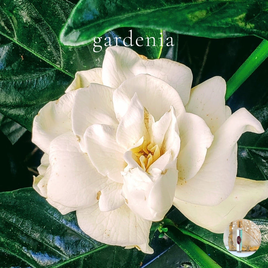 GARDENIA Scented Roll On Perfume Deal ~  Buy 1 get one 50% off-use coupon code 2PLEASE