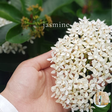 JASMINE Scented travel perfume - BOGO deal