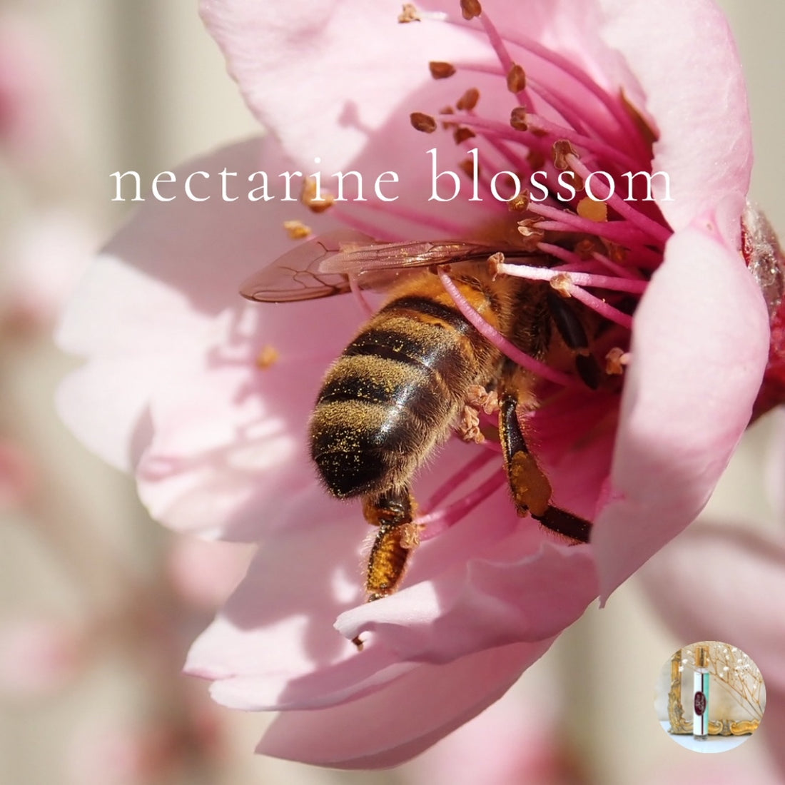 NECTARINE BLOSSOM travel perfume - BOGO deal