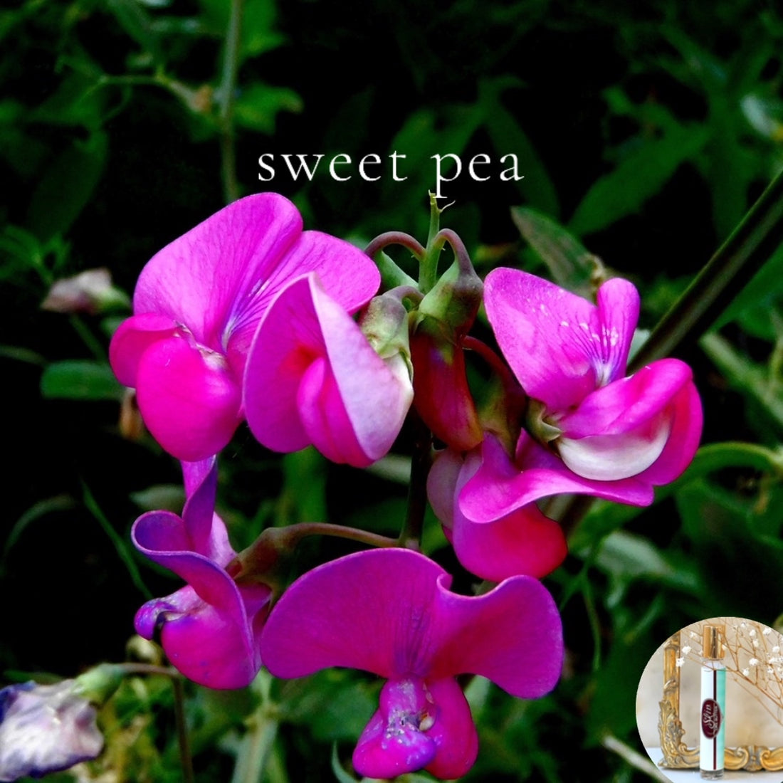 SWEET PEA - travel perfume - BOGO deal