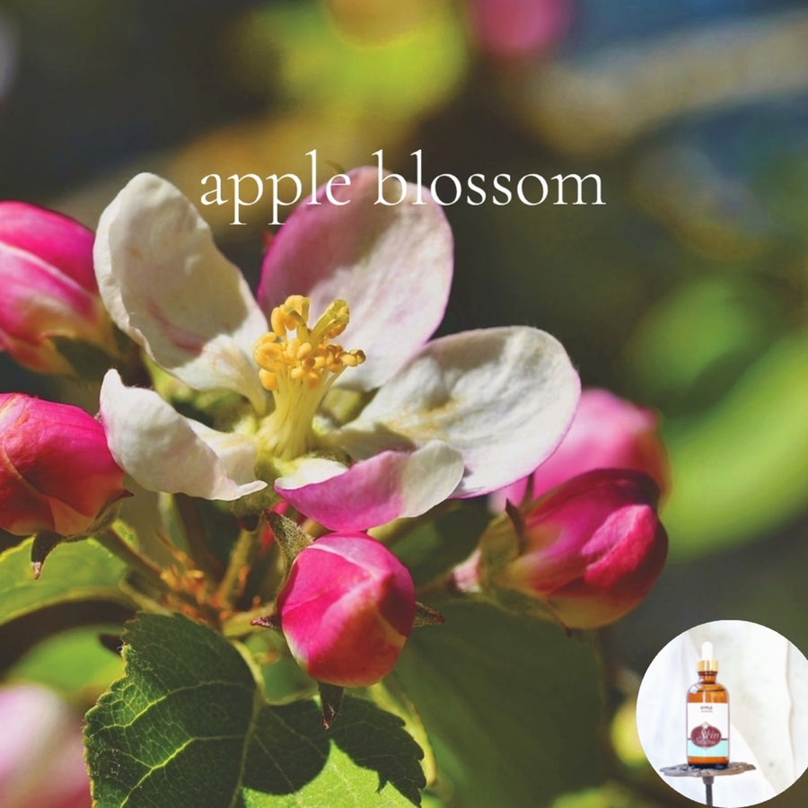 APPLE BLOSSOM Scented Shea Oil - highly moisturizing