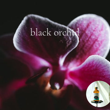 BLACK ORCHID -  Scented Shea Oil - highly moisturizing